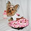 Hark and come hither to the Valentine's Day Ball-img_4679.jpg