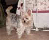 Larger Yorkies pictures.....-tillygirl-00006.jpg