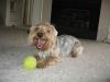 Larger Yorkies pictures.....-ranger3.jpg