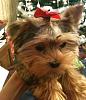 Question about taking Rose to the Groomer-rose-first-christmas-2010.jpg