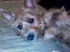 HELP! Is my yorkie puppy a mix or purebred??-momyorkie.jpg