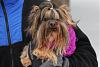 Hark and come hither to the Valentine's Day Ball-beemer2.jpg