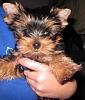 Yorkies Anonymous-lechief-meister.jpg