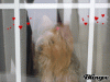 Hark and come hither to the Valentine's Day Ball-690557414_867606.gif