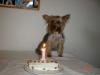 Happy birthay Bella-dsc00514.jpg