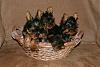 Opinions?-yorkie-puppies-basket.jpg