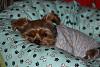 Who Makes Yorkie Beds on YT?-img_5809.jpg