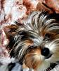 Happy 1st Birthday Pfeiffer!!!!-dsc_0161_1.jpg