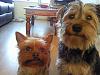 Do i own the largest yorkie?-beau.-gino.jpg