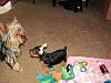 How long did it take your 1st Yorkie to accept your 2nd??  Any tips??-j-j-play-time-2.jpg