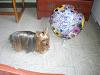 I think Nikki is a Silky Terrier-cimg8189.jpg