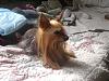 I think Nikki is a Silky Terrier-cimg8895.jpg