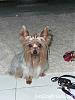 I think Nikki is a Silky Terrier-3671-silky-terrier-34.jpg