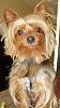 Hark and come hither to the Valentine's Day Ball-remy-cm-harness-crop.jpg