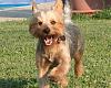 I think Nikki is a Silky Terrier-img_9743.jpg