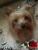 2011 Valentine's Day Ball Couple Submission Thread-rosie-marie-2.gif