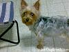 I think Nikki is a Silky Terrier-1501-silky-terrier-9.jpg
