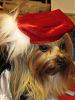 Hark and come hither to the Valentine's Day Ball-romeo.jpg