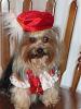 Hark and come hither to the Valentine's Day Ball-romeo3.jpg