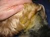 Please Read! Terrible story I found out is true.-bad-groomer-after-edit4-29-14.jpg