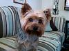 could my yorkie be part silky terrier?-156031_1237325589548_1721501549_457709_1951972_n.jpg