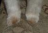Can I have pics of neatly trimmed butts and feet?-pretty-feet.jpg