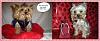 2011 Valentine's Day Ball Couple Submission Thread-ruby-thor-thank-you-border-resize.jpg