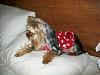 Guess what?-red-polka-pillow.jpg