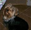 Got Brooklyn cut in a modified schnauzer style-007.jpg