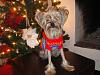 female yorkie with long legs-xmas4.jpg