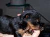 In Memory of Maddie-lil-maddie-2-wks-1.jpg