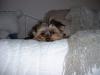 I had to leave and take my puppy-dollie-day-bed-1-16-06-20-small.jpg