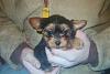 New Yorkie Questions - 4 lb pup at 10 weeks?-yorkie_male.jpg