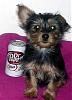 New Yorkie Questions - 4 lb pup at 10 weeks?-yorkiemale2.jpg