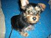 New Yorkie Questions - 4 lb pup at 10 weeks?-yorkiepup.jpg