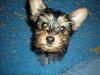 New Yorkie Questions - 4 lb pup at 10 weeks?-yorkiepup2.jpg