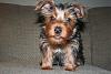 New Yorkie Questions - 4 lb pup at 10 weeks?-29853_1341497180038_1309442666_30765111_5491389_n.jpg