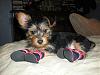 New Yorkie Questions - 4 lb pup at 10 weeks?-elton1.jpg