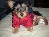 New Yorkie Questions - 4 lb pup at 10 weeks?-eltoncoat.jpg