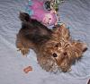 What kind of yorkie is this?-bb.jpg