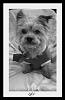 Do you have the oldest yorkie on yorkie talk?-5336_117617629855_684664855_2423394_1163376_n.jpg