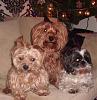 Lets see your tea pots (yorkies over 7 pounds)-dogs023.jpg
