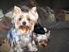 Lets see your tea pots (yorkies over 7 pounds)-100_2311.jpg