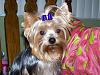 Lets see your tea pots (yorkies over 7 pounds)-bella22.jpg