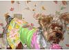 Lets see your tea pots (yorkies over 7 pounds)-jamie-bug-dress.jpg