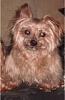 Do you have the oldest yorkie on yorkie talk?-th_zacbday025-1.jpg