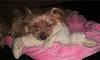 Do you have the oldest yorkie on yorkie talk?-zacbday029.jpg