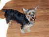 Lets see your tea pots (yorkies over 7 pounds)-photo001.jpg