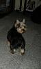 Lets see your tea pots (yorkies over 7 pounds)-bobo1.jpg