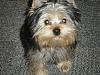 Lets see your tea pots (yorkies over 7 pounds)-bobo2.jpg